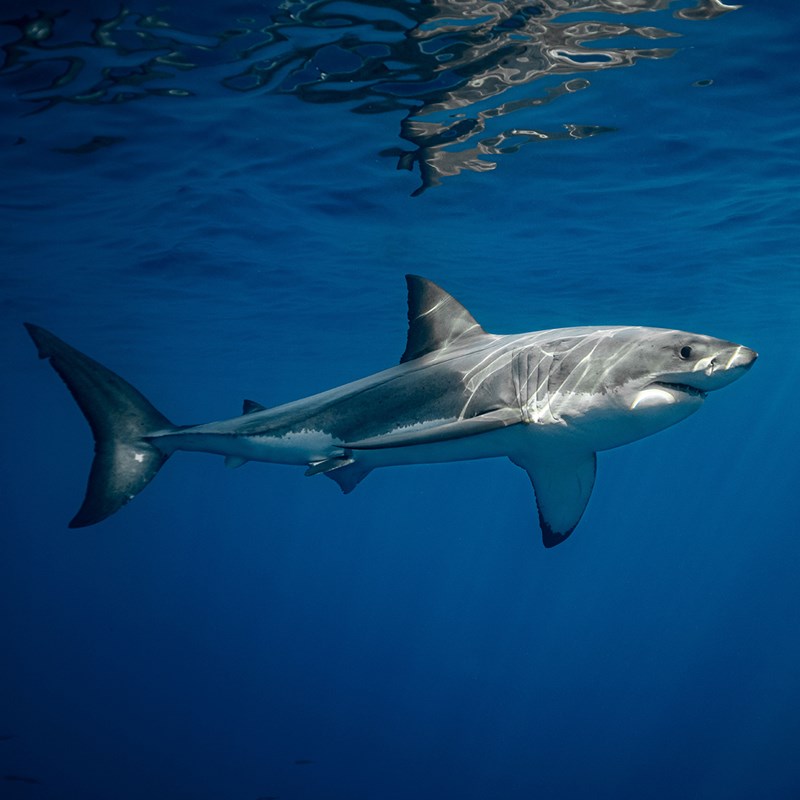 Sharkproject – Webseite für den Hai mit integriertem eShop
